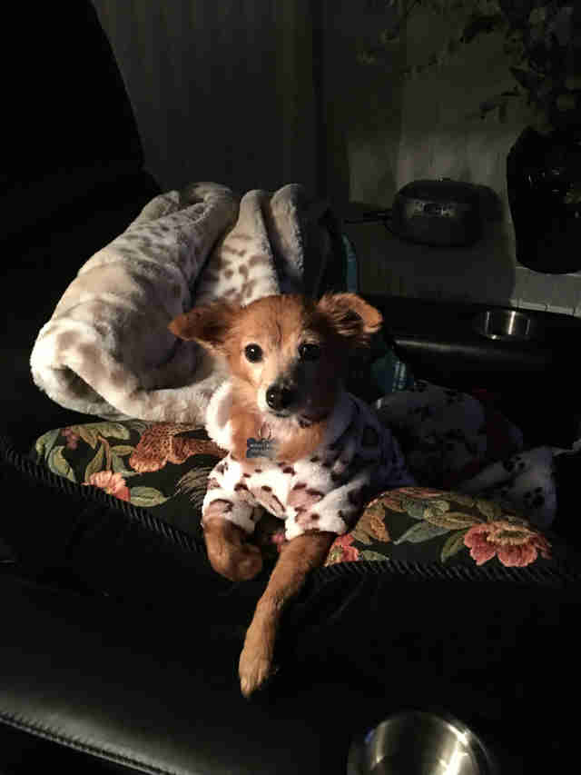 People Send Sweaters To 'Naked' Dog Who Loves To Be Cozy People Send Sweaters To 'Naked' Dog Who Loves To Be Cozy