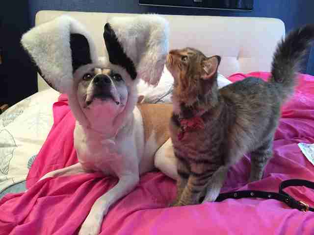 Anxious Dog Hated Being Left Alone — So Her Mom Got Her A Kitten Anxious Dog Hated Being Left Alone — So Her Mom Got Her A Kitten