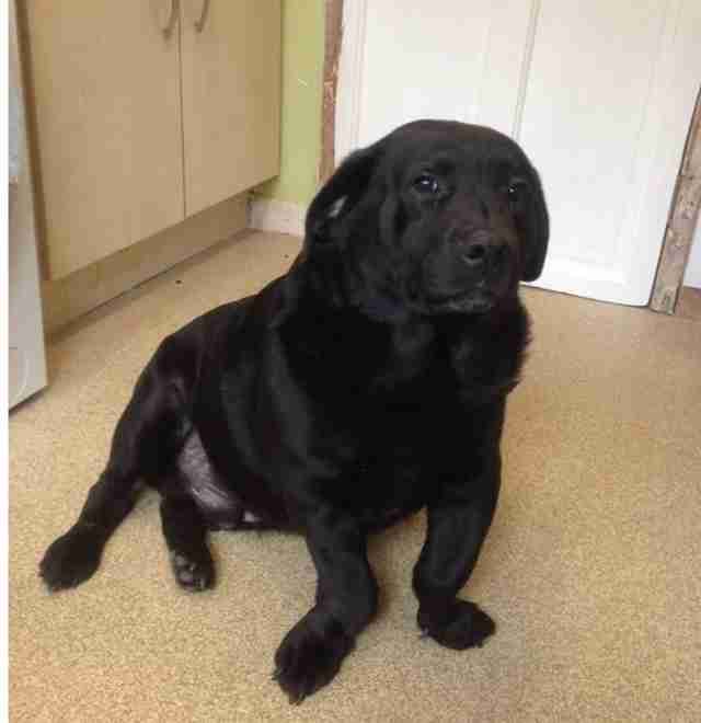 Lab With The Shortest Legs Has No Idea He's Any Different Lab With The Shortest Legs Has No Idea He's Any Different