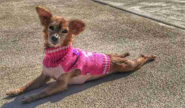 People Send Sweaters To 'Naked' Dog Who Loves To Be Cozy People Send Sweaters To 'Naked' Dog Who Loves To Be Cozy
