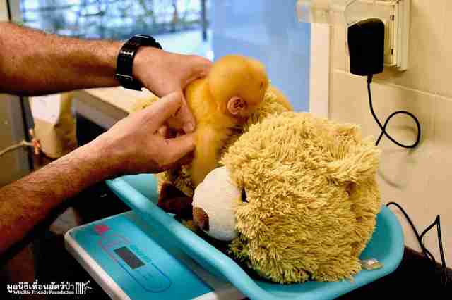 orphan langur monkey