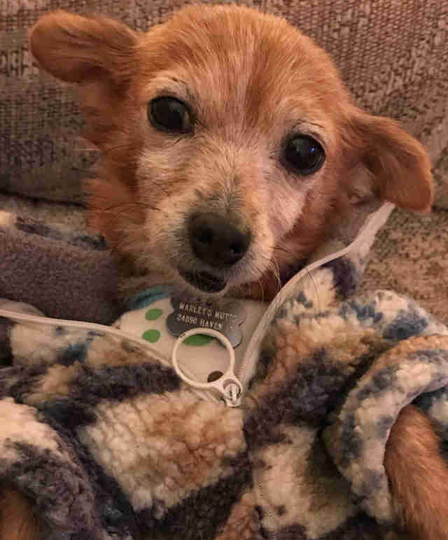 People Send Sweaters To 'Naked' Dog Who Loves To Be Cozy People Send Sweaters To 'Naked' Dog Who Loves To Be Cozy