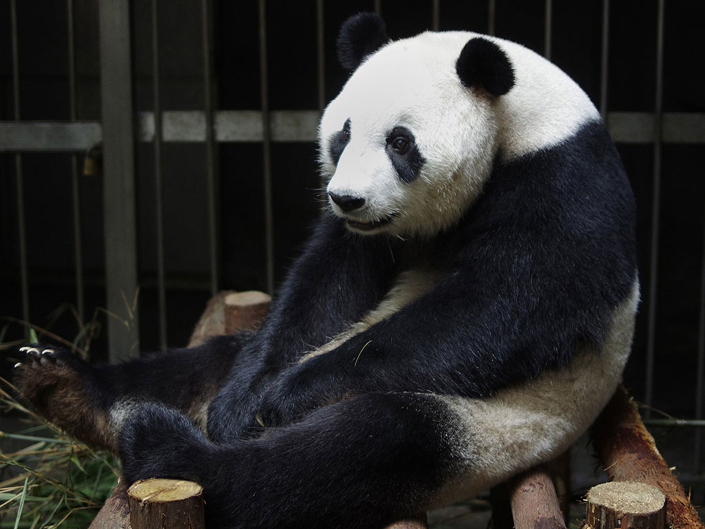 Panda Fakes Pregnancy, Broadcast of Birth Is Cancelled
