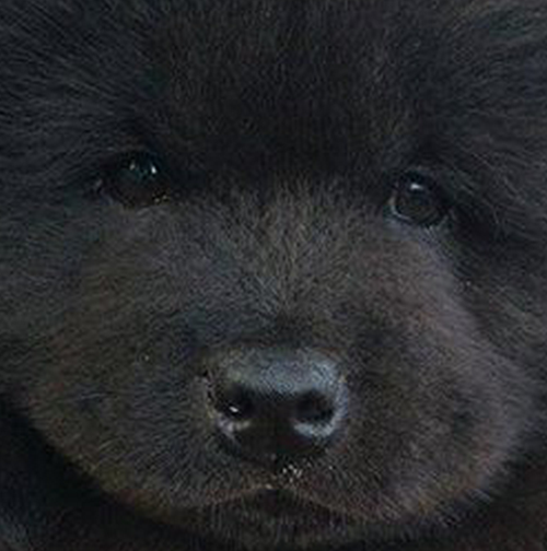 floof,dogs,list,bear,what are you,squee