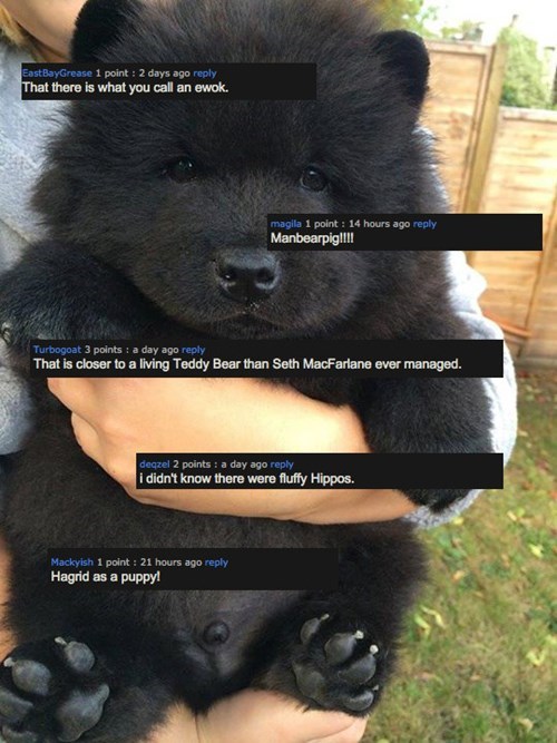 floof,dogs,list,bear,what are you,squee