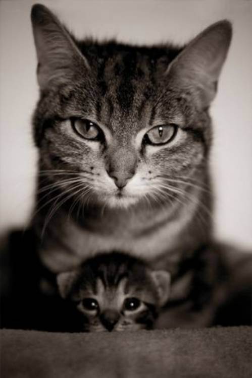 cute kitten 7 Daily Awww: Theres just something about kittens (36 photos)
