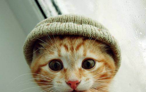 cute kitten 21 Daily Awww: Theres just something about kittens (36 photos)