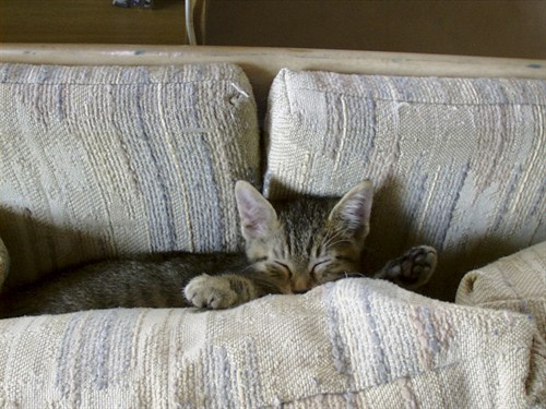 Kitten Couch