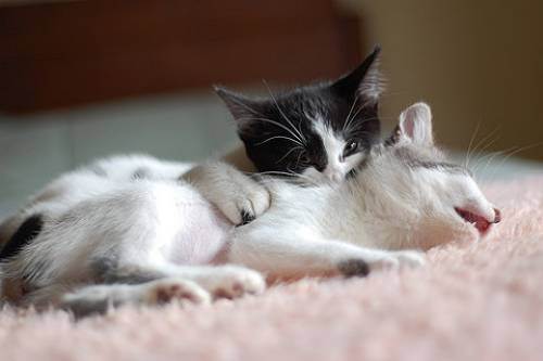 cute kitten 32 Daily Awww: Theres just something about kittens (36 photos)