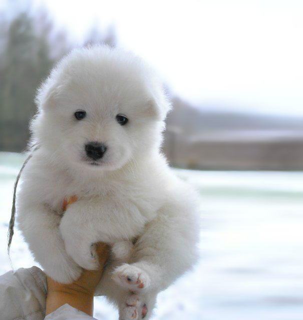 Lovely white dog