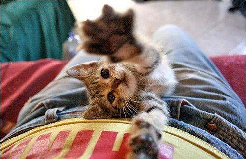 cute kitten 22 Daily Awww: Theres just something about kittens (36 photos)