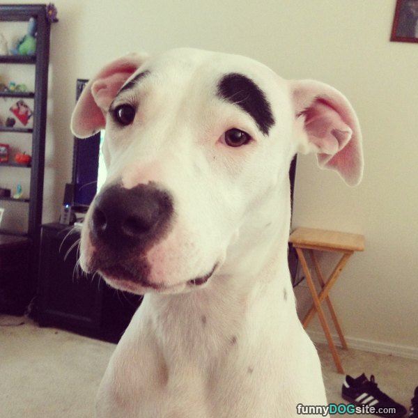 Nice Eye Brows