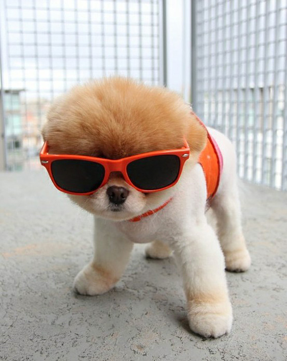 Hipster Puppies