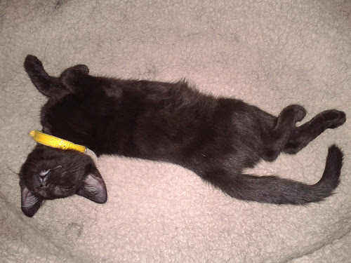 Acrobatic Napper