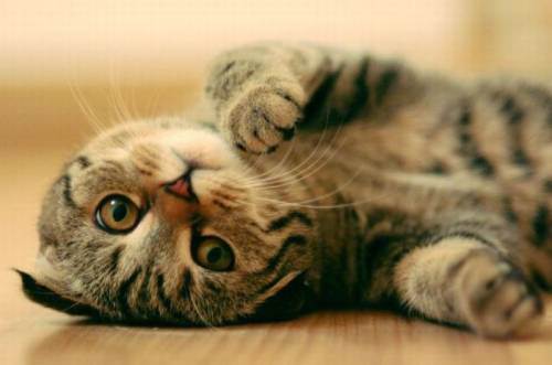 cute kitten 23 Daily Awww: Theres just something about kittens (36 photos)