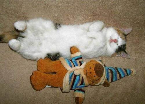 cute kitten 5 Daily Awww: Theres just something about kittens (36 photos)