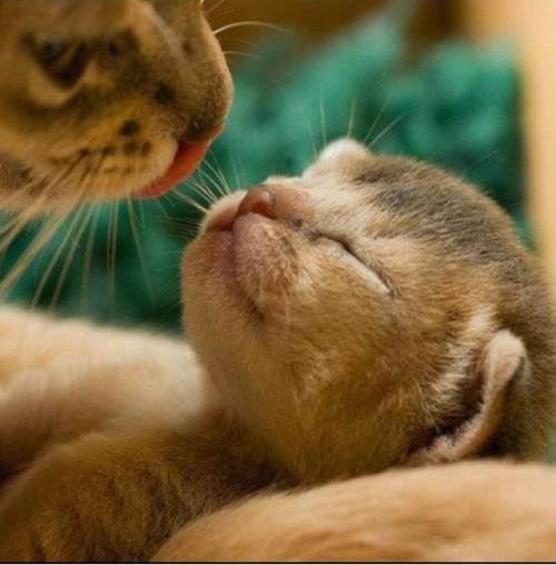 cute kitten 35 Daily Awww: Theres just something about kittens (36 photos)