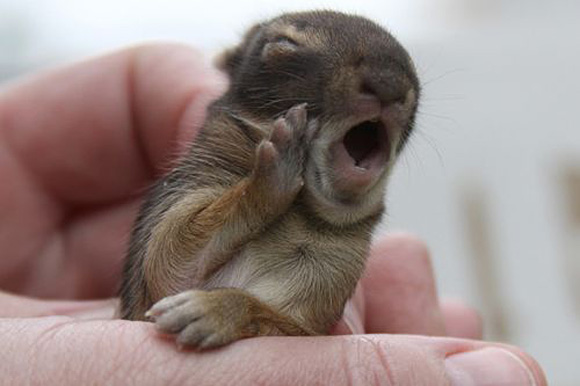 Baby Squirrel Yawns Are Contagious