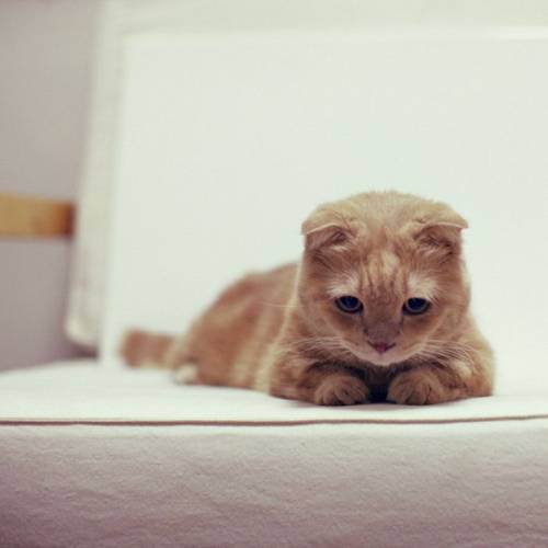 cute kitten 24 Daily Awww: Theres just something about kittens (36 photos)