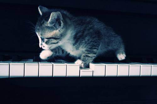 cute kitten 34 Daily Awww: Theres just something about kittens (36 photos)