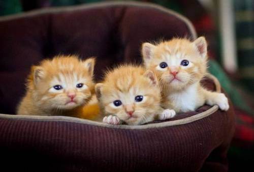 cute kitten 15 Daily Awww: Theres just something about kittens (36 photos)