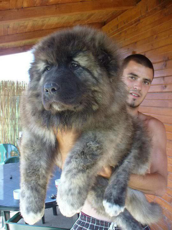 The dog bigger than his owner