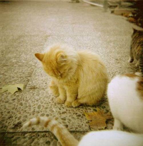 cute kitten 1 Daily Awww: Theres just something about kittens (36 photos)