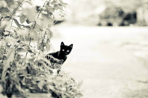 cute kitten 33 Daily Awww: Theres just something about kittens (36 photos)