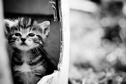 cute kitten 28 Daily Awww: Theres just something about kittens (36 photos)