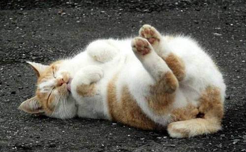 cute kitten 3 Daily Awww: Theres just something about kittens (36 photos)
