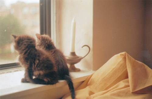 cute kitten 29 Daily Awww: Theres just something about kittens (36 photos)