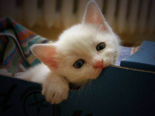 a cute kitten 11 Daily Awww: Theres just something about kittens (36 photos)