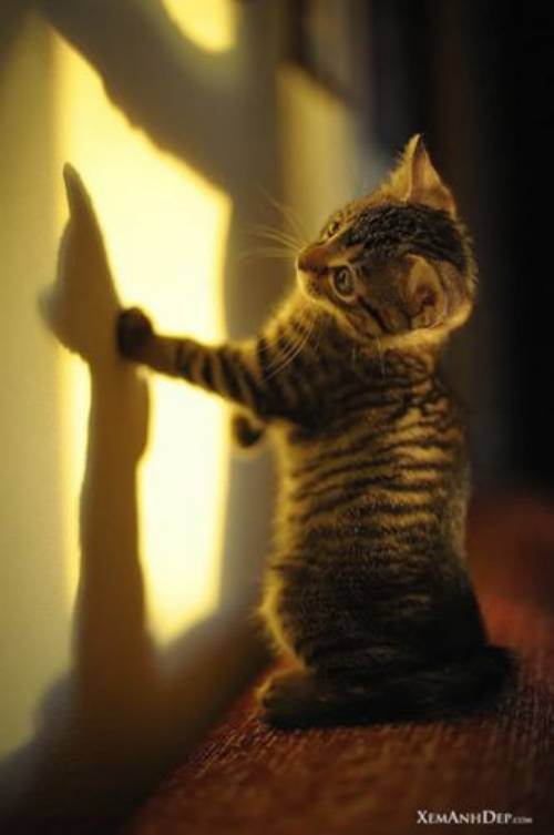 cute kitten 17 Daily Awww: Theres just something about kittens (36 photos)
