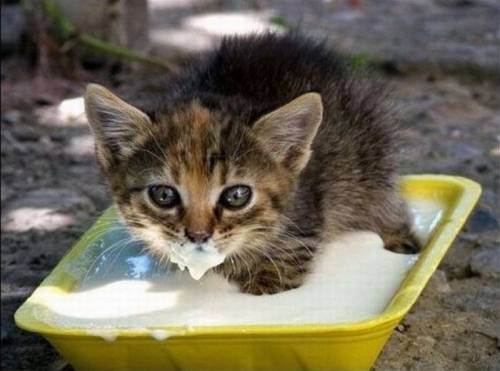 cute kitten 6 Daily Awww: Theres just something about kittens (36 photos)