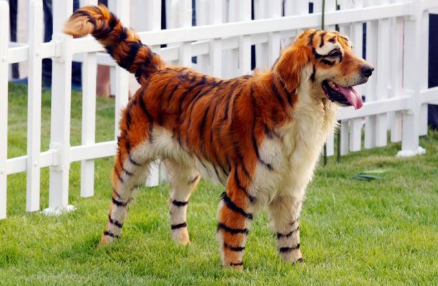 Dogs painted to create panda-dogs and dog-tigers