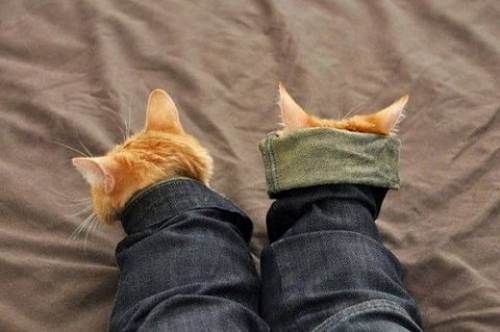 cute kitten 27 Daily Awww: Theres just something about kittens (36 photos)