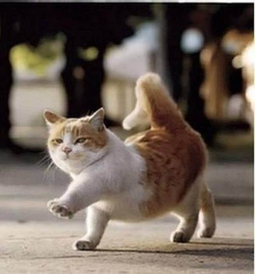 cute kitten 0 Daily Awww: Theres just something about kittens (36 photos)