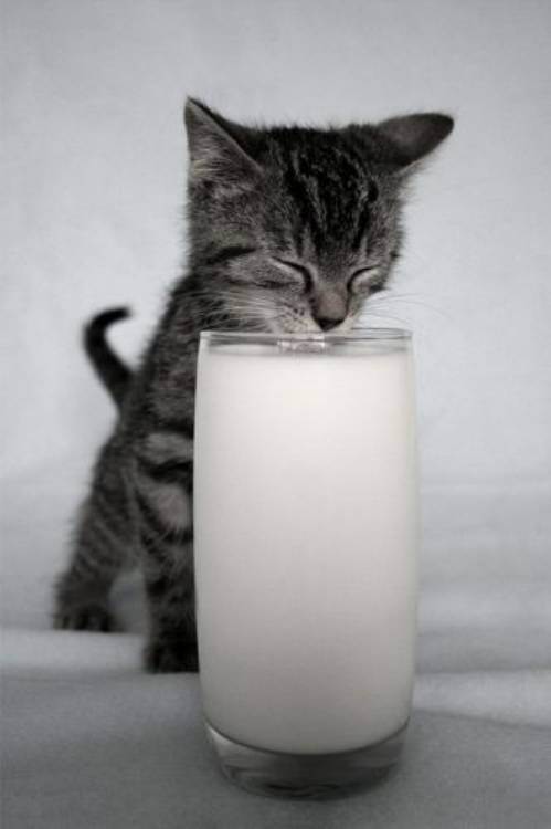 cute kitten 8 Daily Awww: Theres just something about kittens (36 photos)