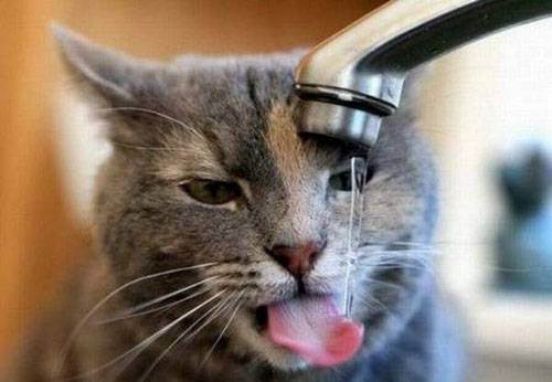 cute kitten 4 Daily Awww: Theres just something about kittens (36 photos)