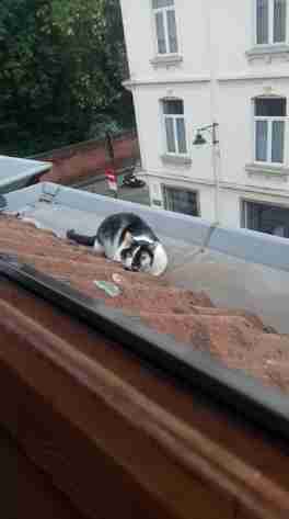 cat who loves playing on the roof playing hide and seek to come back inside