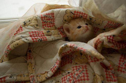 cute kitten 20 Daily Awww: Theres just something about kittens (36 photos)