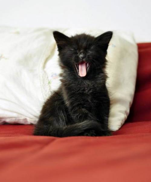 cute kitten 13 Daily Awww: Theres just something about kittens (36 photos)