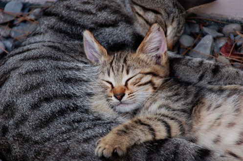 Sleep Mom