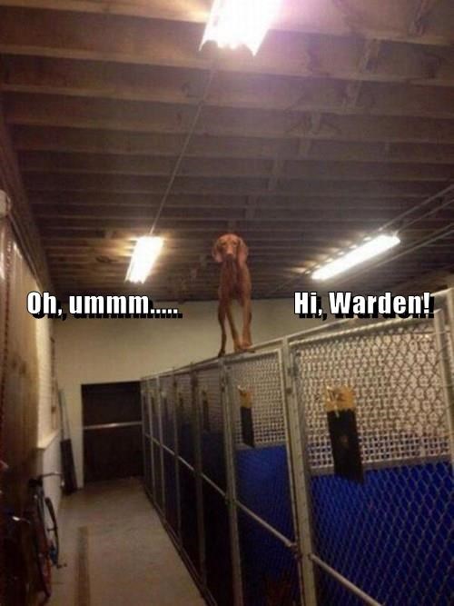 Awkward,dogs,jailbreak