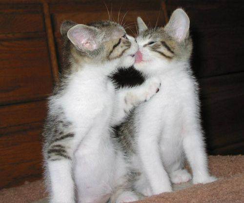 cute kitten 9 Daily Awww: Theres just something about kittens (36 photos)
