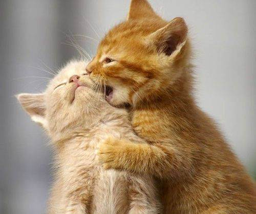 cute kitten 10 Daily Awww: Theres just something about kittens (36 photos)