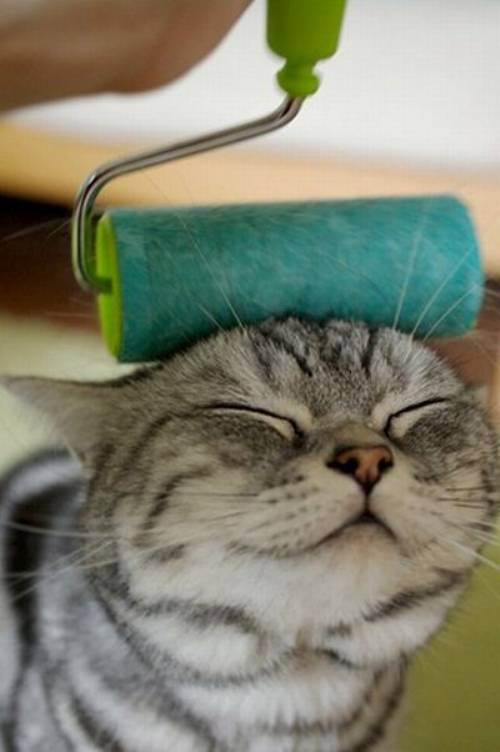 cute kitten 26 Daily Awww: Theres just something about kittens (36 photos)