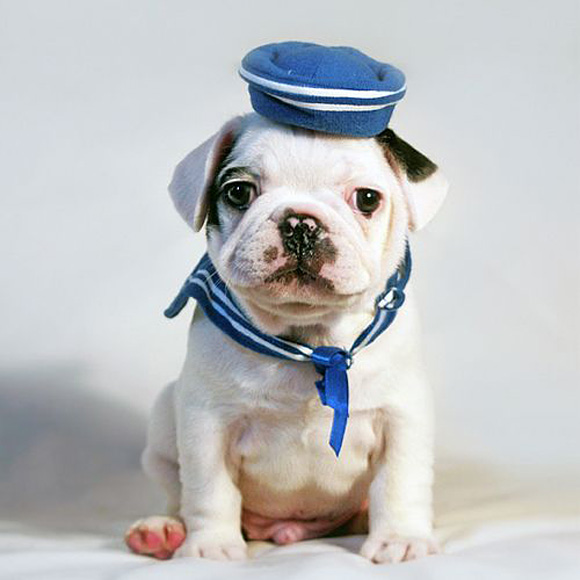 Puppy Sailor