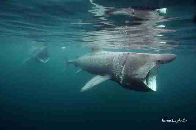 Basking sharks swimming in ocean