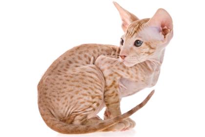 Peterbald